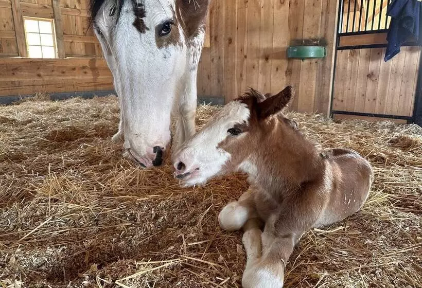 Maaseutuhotelli Clydesdale Outpost