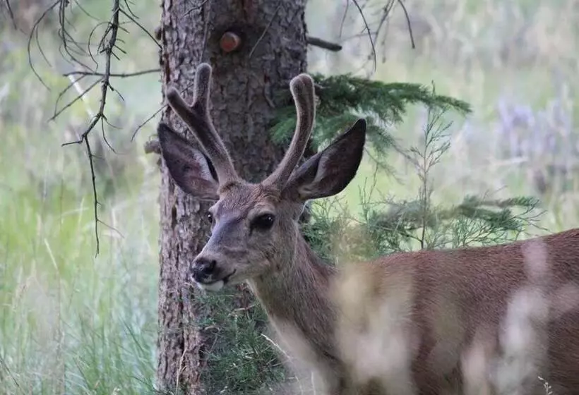 Hotelli Flaming Gorge Hideout