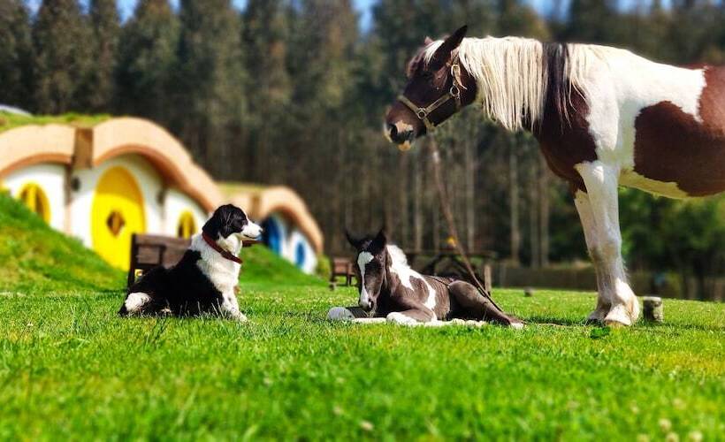 هتل Experiencia Mi Tesoro