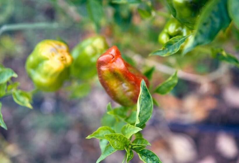 Eco Hotel Cueva Del Gato