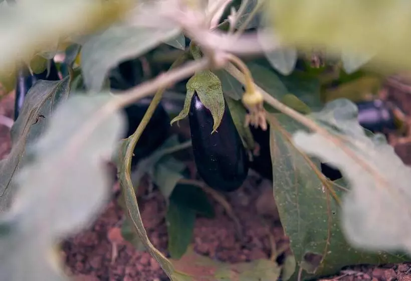 Eco Hotel Cueva Del Gato