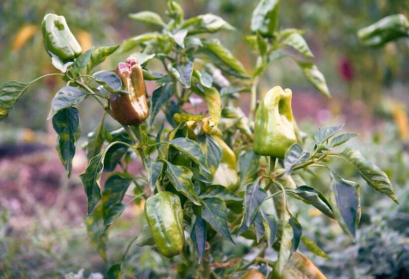 Eco Hotel Cueva Del Gato