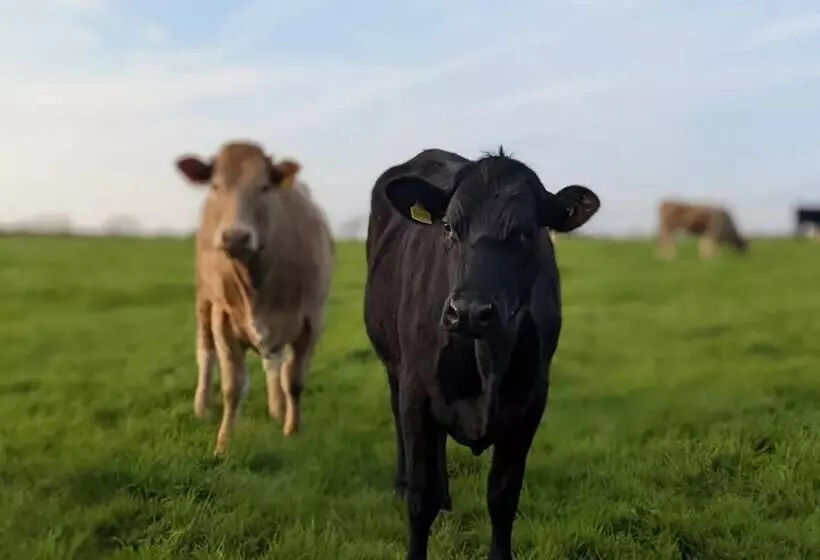 Stunning Shepherd S Hut Retreat, North Devon