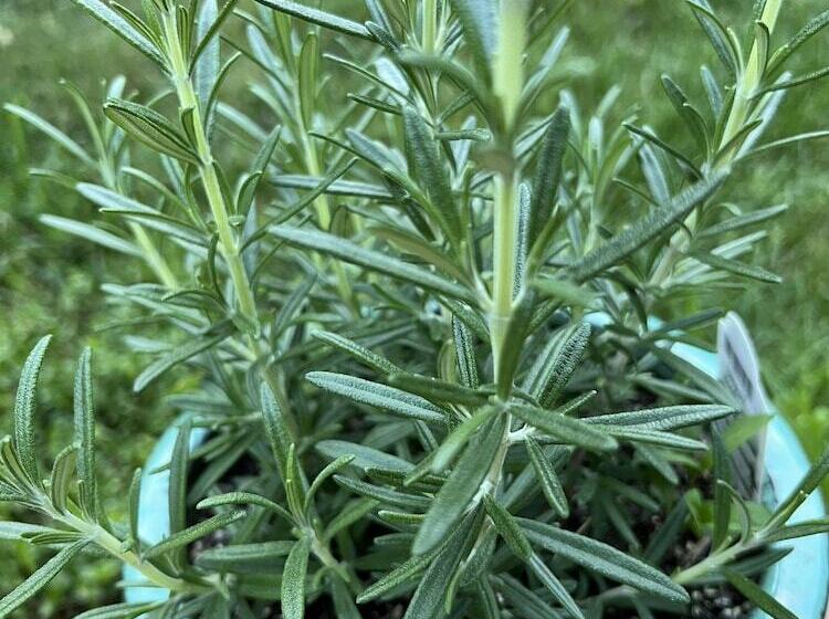 צימר The Brattleboro