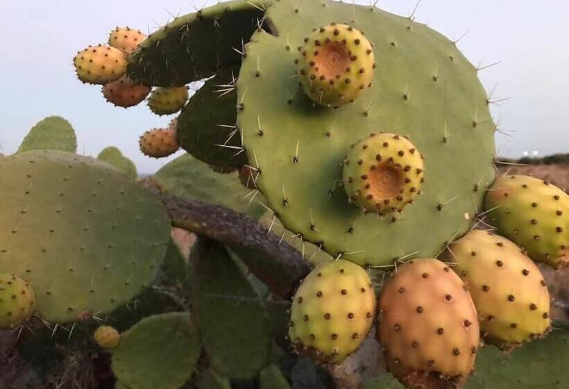 فندق فئة نجمة واحدة Sbarcatore Dei Turchi   Dimore