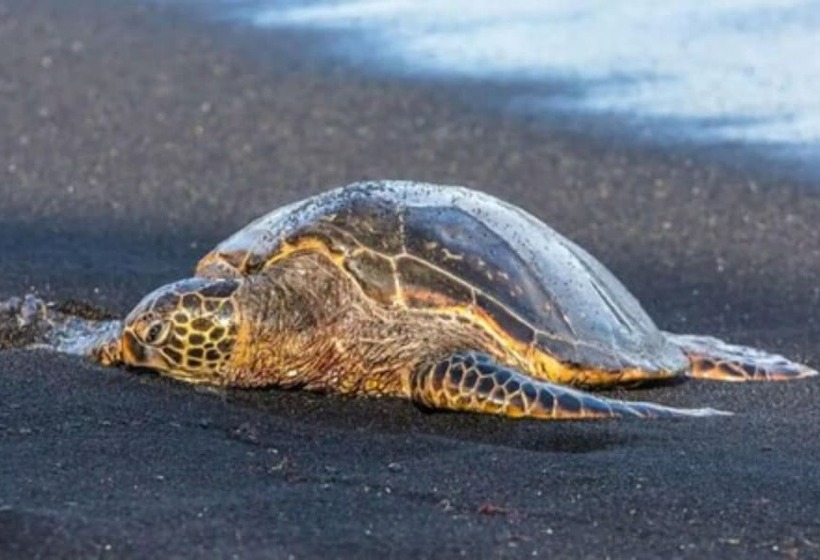 ホテル Dry Camping Oceanview Bring Camping Gear