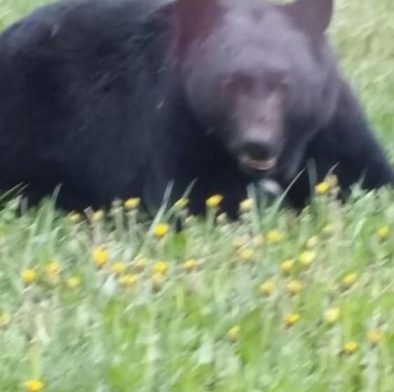 Hôtel Apple Tree Inn