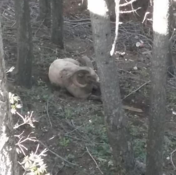 Hôtel Apple Tree Inn