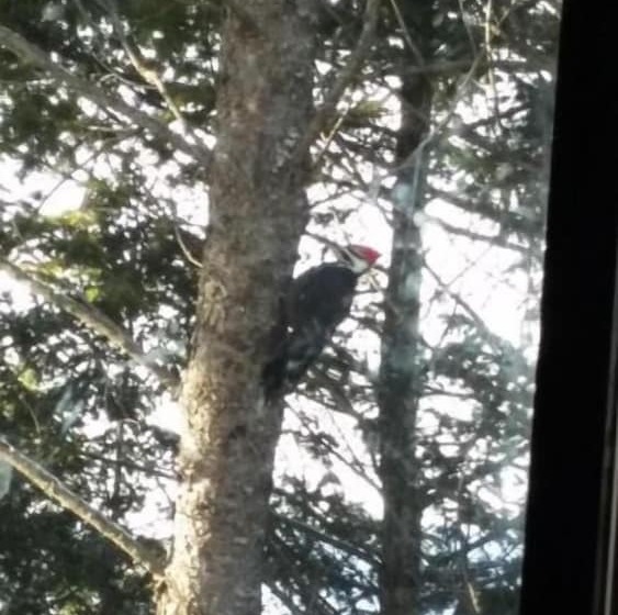 Hôtel Apple Tree Inn