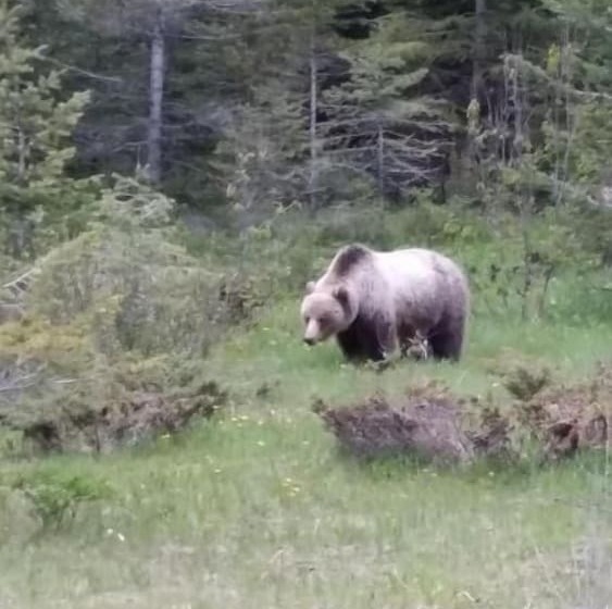 Hôtel Apple Tree Inn