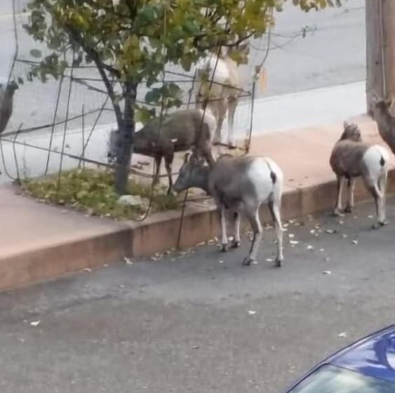 Hôtel Apple Tree Inn