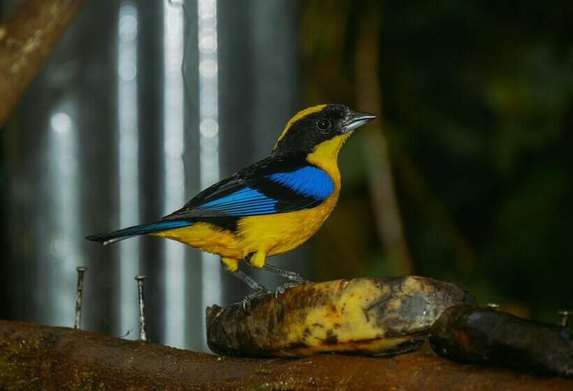 Hotel Birdwatchers House Y Lodge