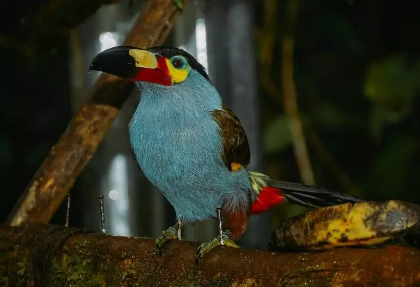 ホテル Birdwatchers House Y Lodge