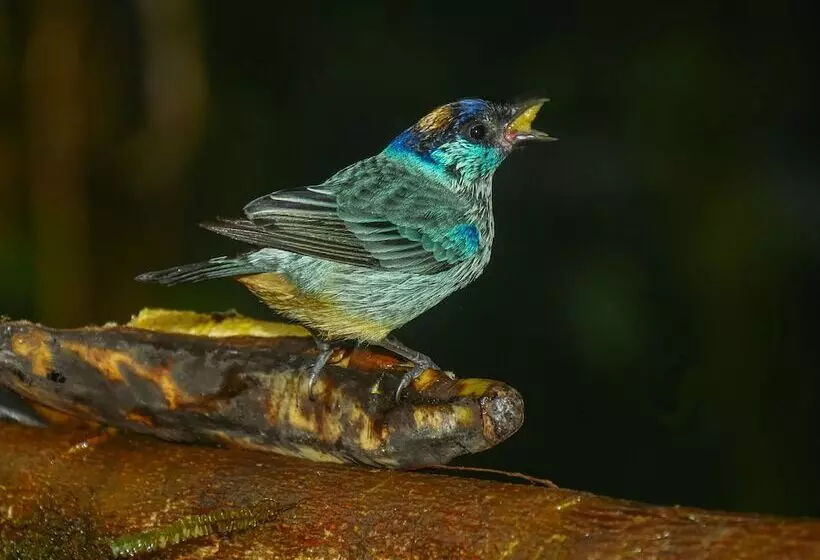 ホテル Birdwatchers House Y Lodge
