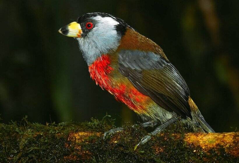 Hotel Birdwatchers House Y Lodge