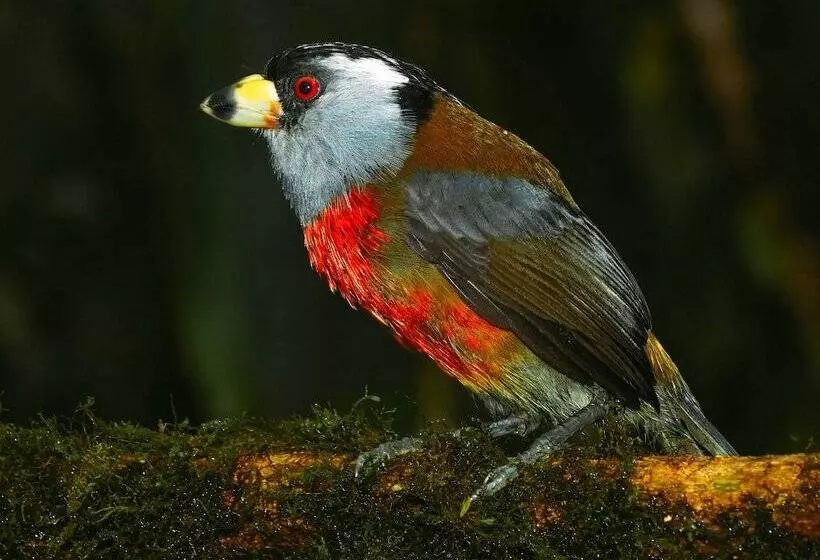 ホテル Birdwatchers House Y Lodge