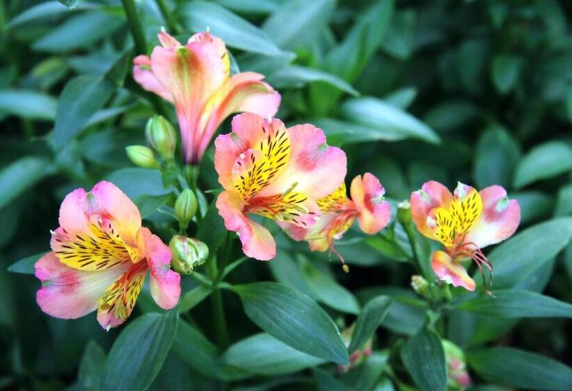 Отель The Dovecote Inn