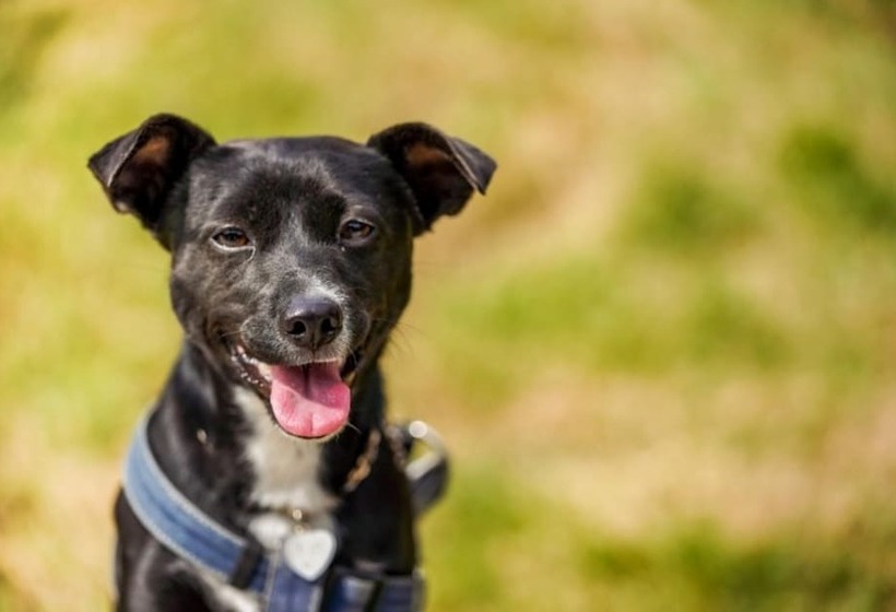 Gangneung Nine One Dog Pension