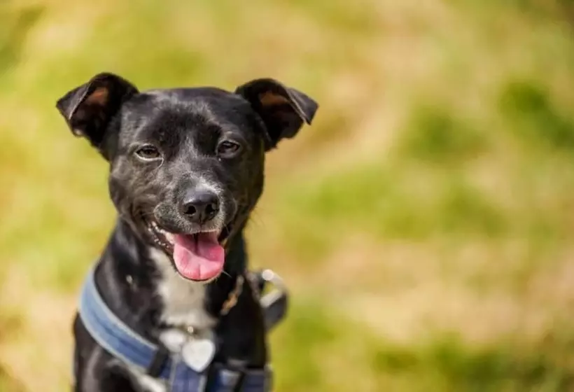 Gangneung Nine One Dog Pension