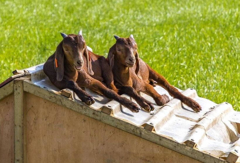 Honeysuckle Farm Hut 6   Suffolk Farm Holidays