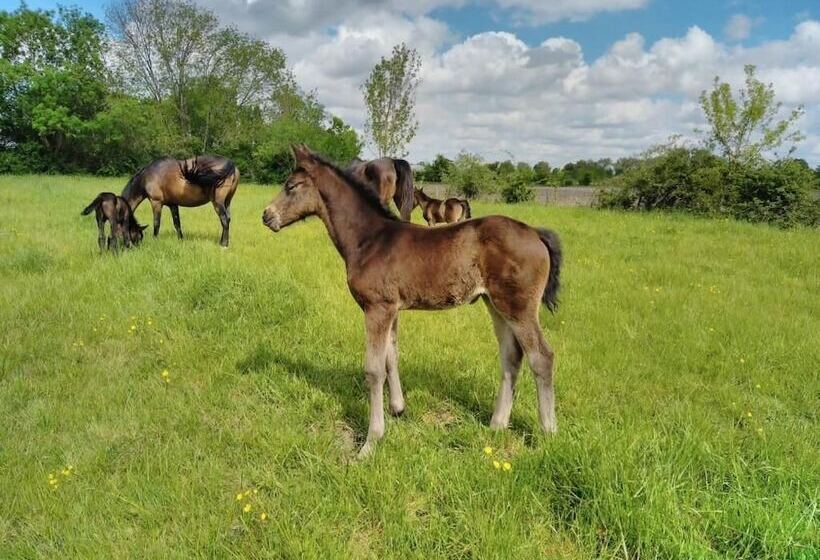 بنسيون Chambres Des Lunes