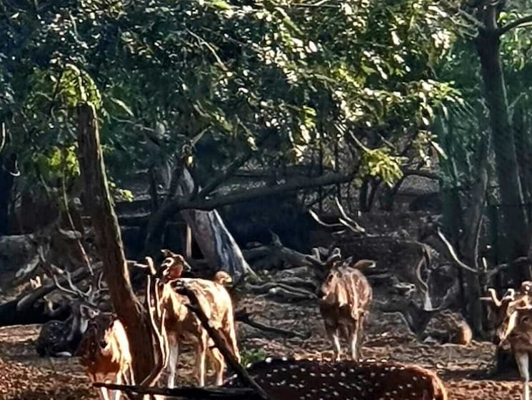 פנסיון Park Guest House