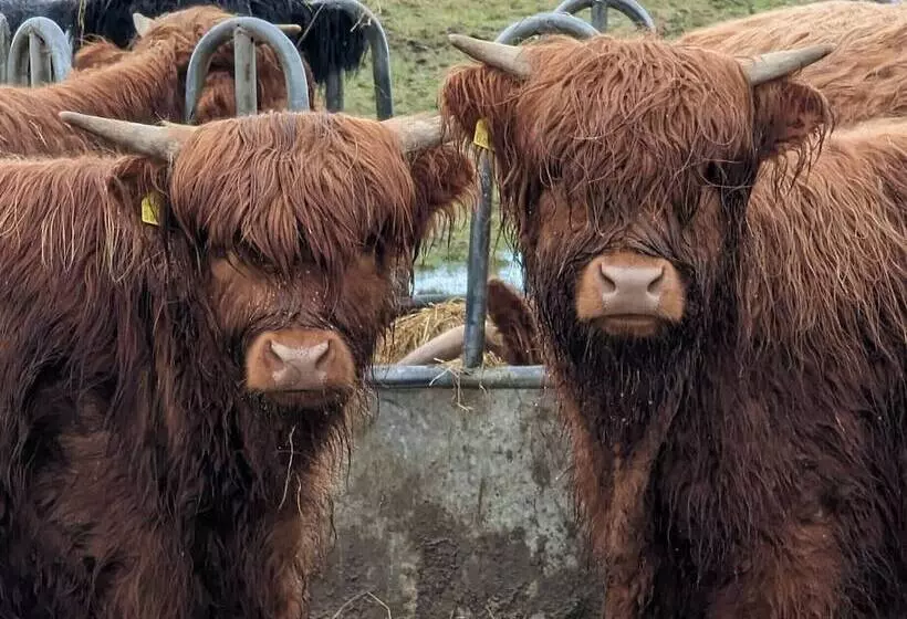 Achmeney Glamping Pod Larger Than Average Pod