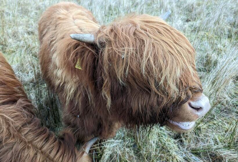 Achmeney Glamping Pod Larger Than Average Pod