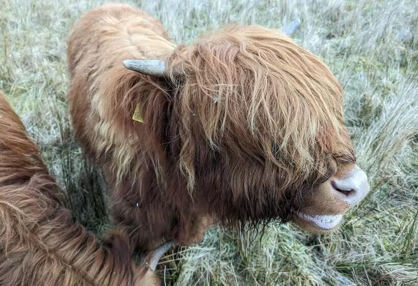 Achmeney Glamping Pod Larger Than Average Pod