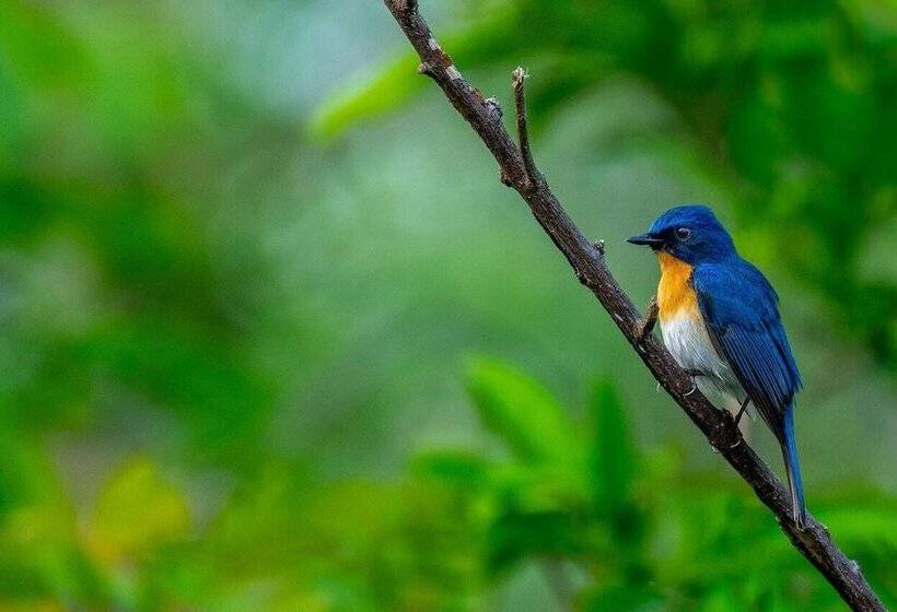 Hotel 7 Pines Kasauli