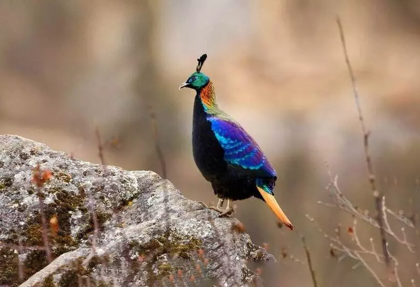 Hotelli 7 Pines Kasauli