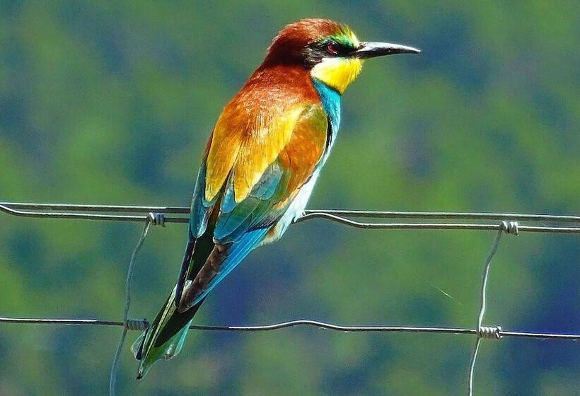 Hotel 7 Pines Kasauli