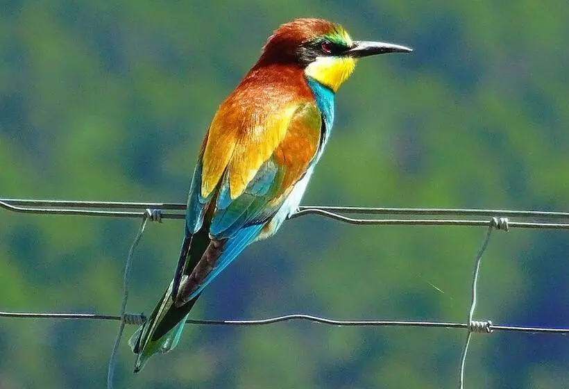 Hotelli 7 Pines Kasauli