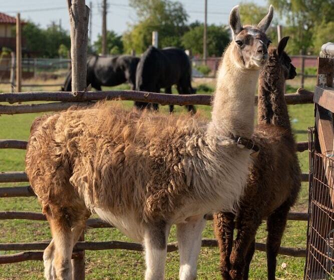 Пансион 5 Chirpici - Small Traditional Resort