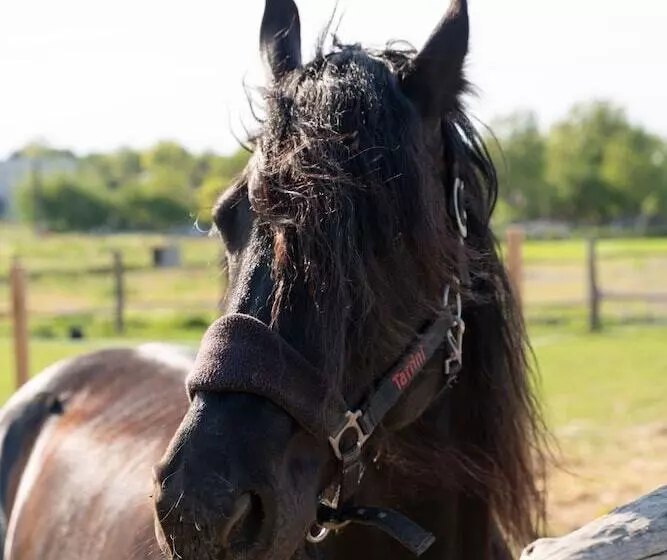 Majatalo 5 Chirpici - Small Traditional Resort