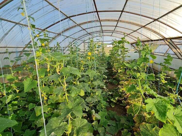 Пансион 5 Chirpici - Small Traditional Resort