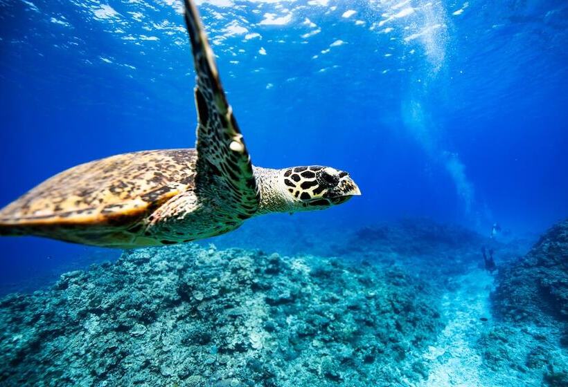 פנסיון St.maire Zamami