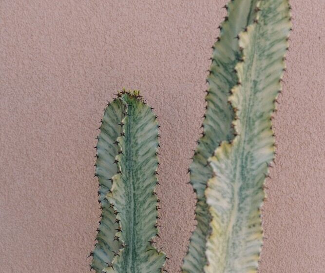 בית מלון כפרי The Nest Resort