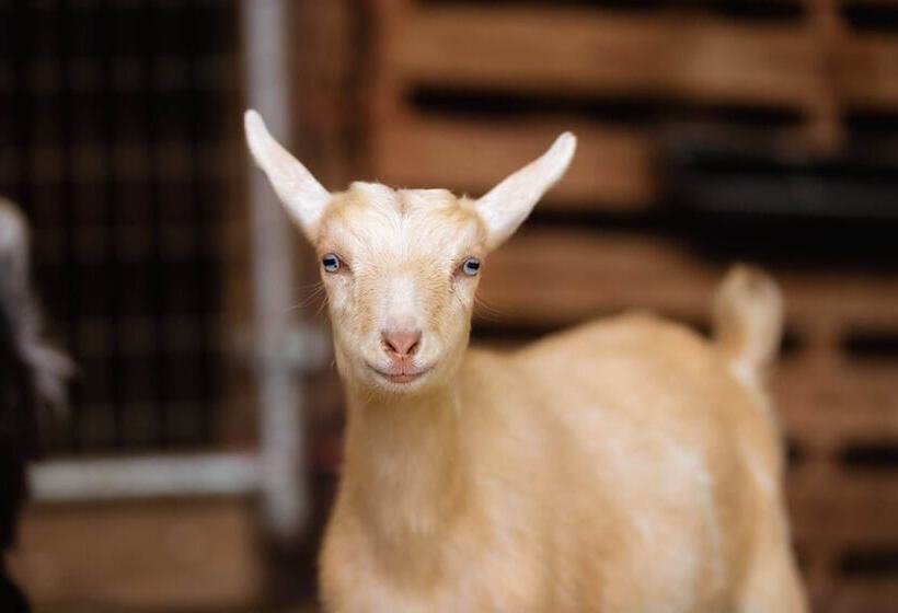 Bed and Breakfast Abbey Road Farm