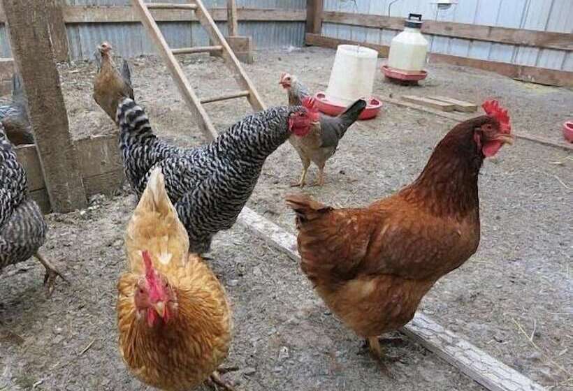 Bed and Breakfast Abbey Road Farm