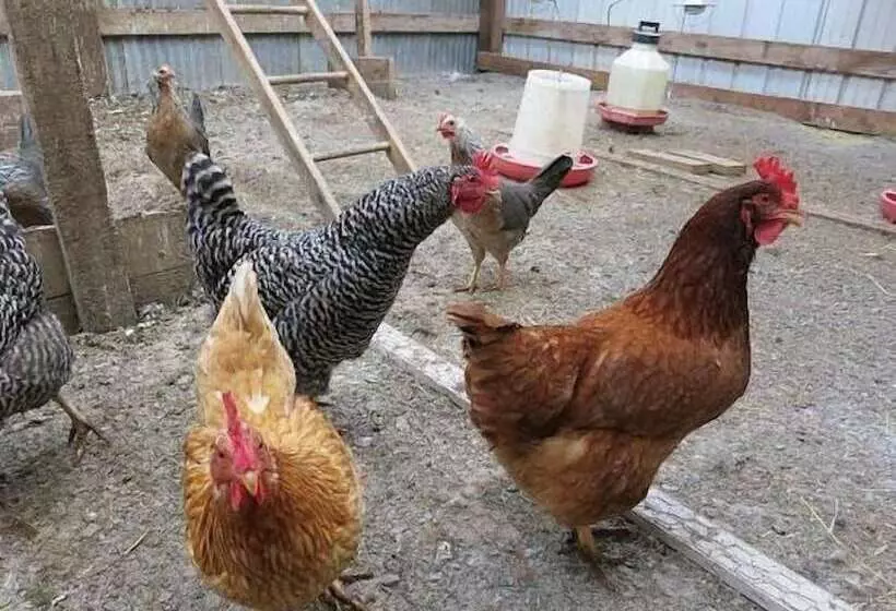 Aamiaismajoitus (B&B) Abbey Road Farm