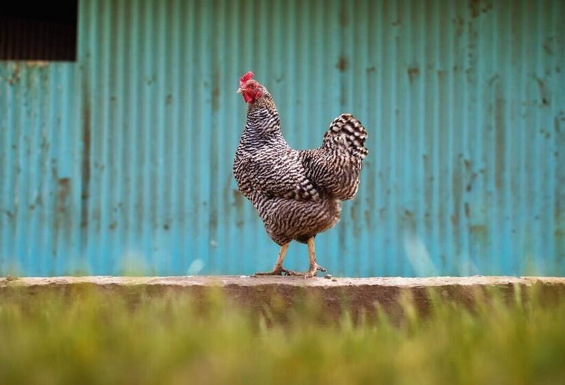 Bed and Breakfast Abbey Road Farm