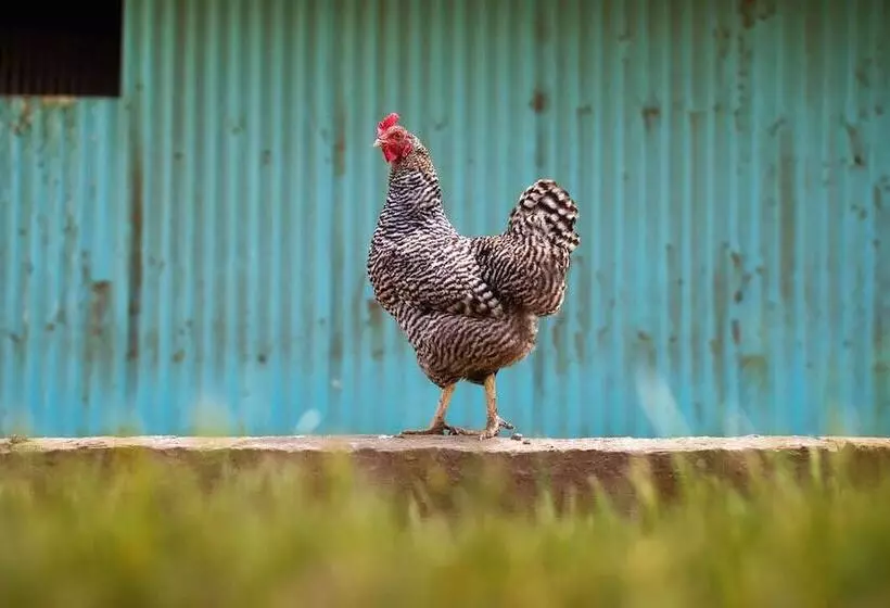 Aamiaismajoitus (B&B) Abbey Road Farm