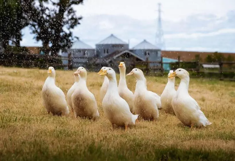 Aamiaismajoitus (B&B) Abbey Road Farm