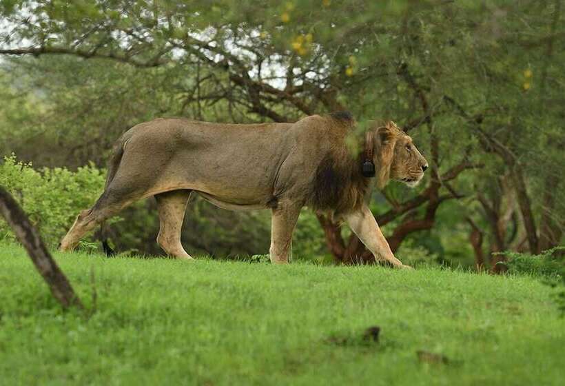 ホテル Aramness Gir National Park