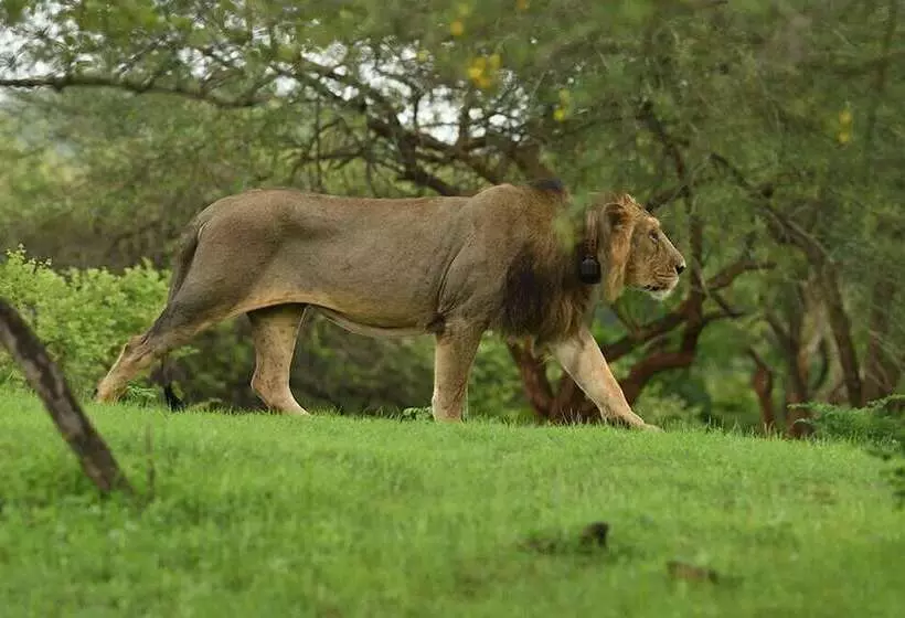 ホテル Aramness Gir National Park