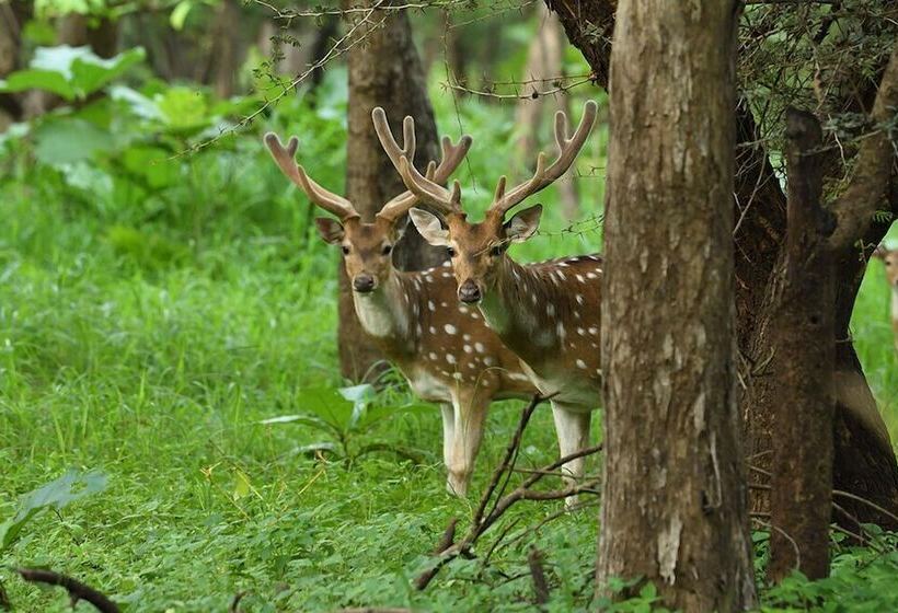 ホテル Aramness Gir National Park