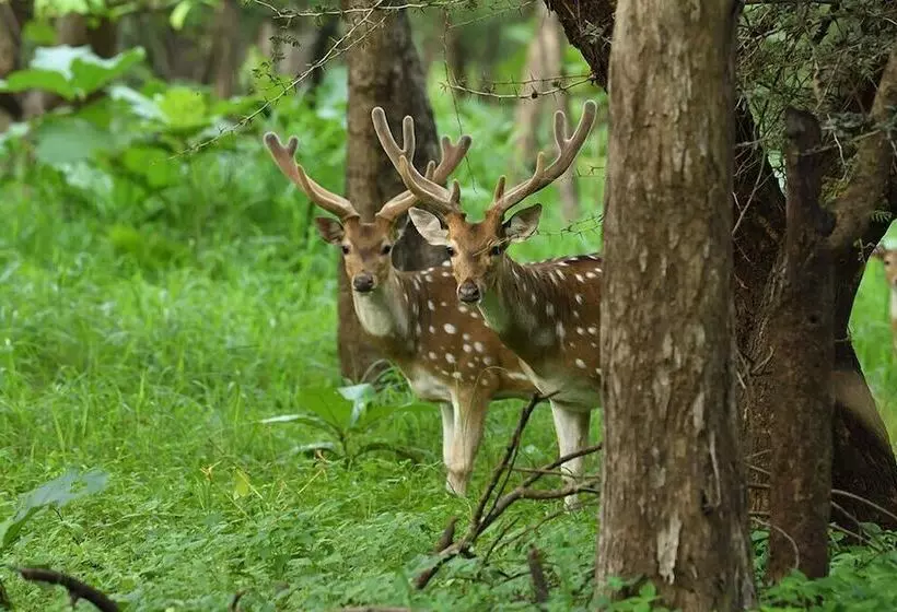 ホテル Aramness Gir National Park