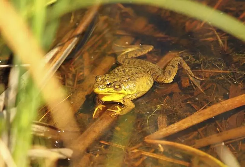 Our Wielgot Tradition