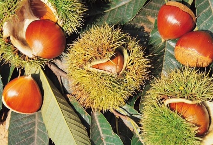 Miryang Eoleumgol Hanok Pension